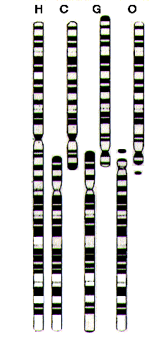 Karotype comparison of hominid, chimpanzee, gorilla, orangutan